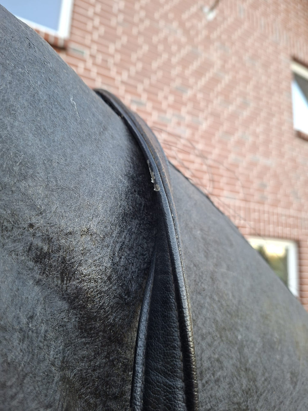 Unbekannt Lederhalfter