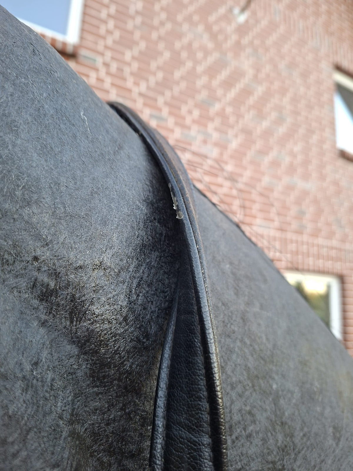 Unbekannt Lederhalfter