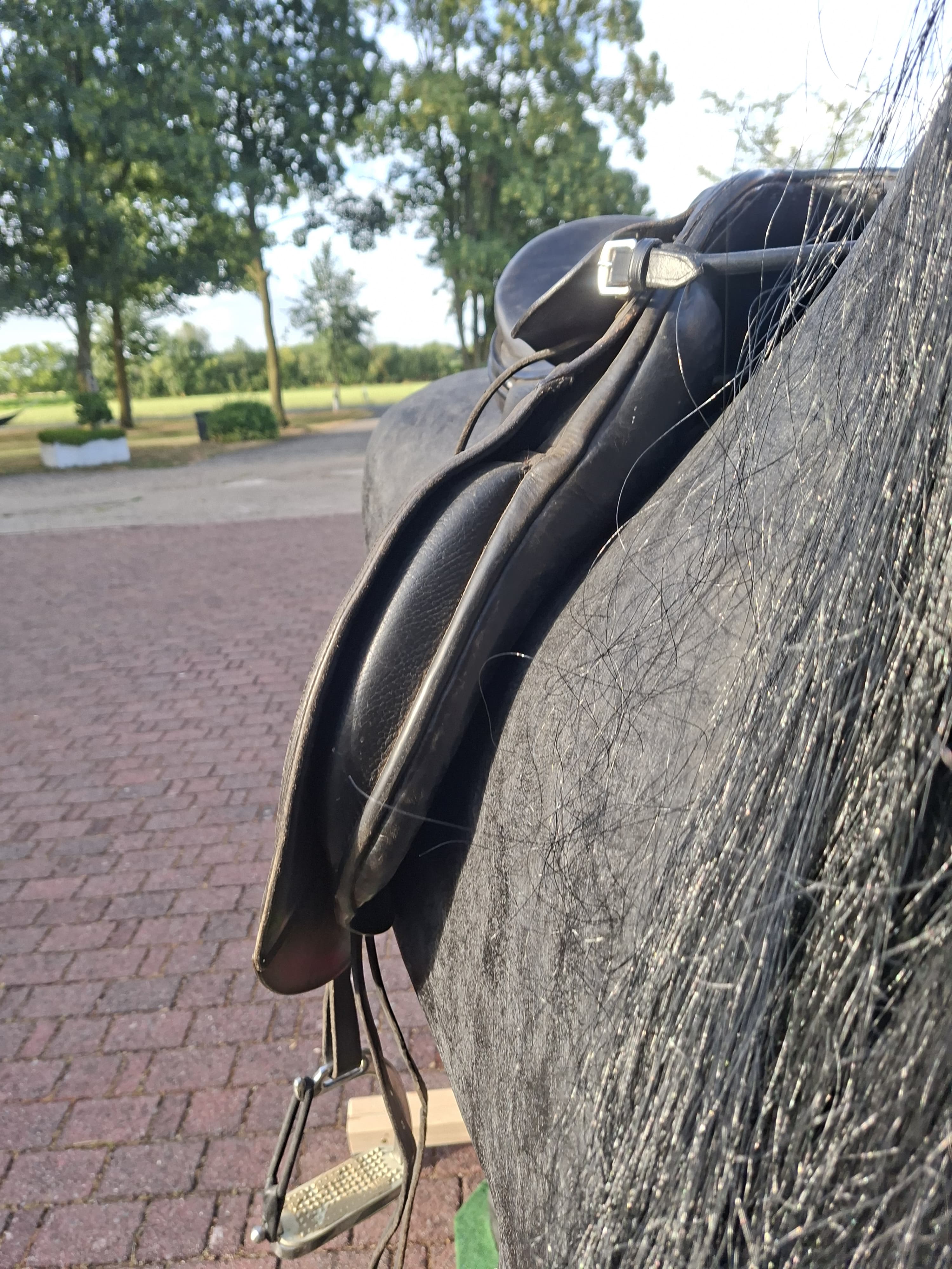 Passier Dressursattel