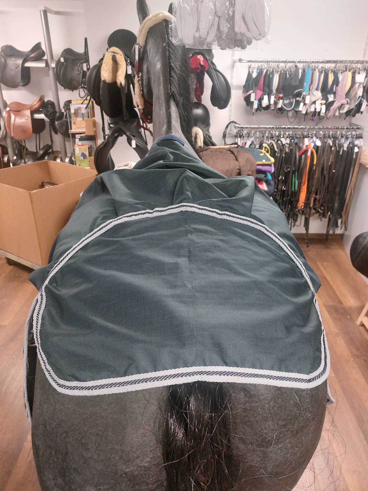 Goldhorse Regendecke